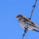 A snow bunting perched on a barbed wire fence