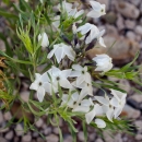 a small plant with many five-petaled white flowers