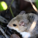 A Southeastern beach mouse hides in the grass.