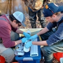 Environmental and Natural Resource Program staff wearing gloves use surgical tools to collect fin clips from a captured river herring on the banks of a creek. 