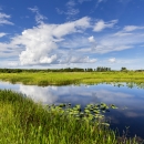 A scenic photo of a swamp in the Arthur R. Marshall Loxahatchee National Wildlife Refuge on a clear day.