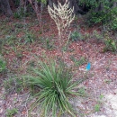 Britton's beargrass is shown growing in leaf-littered ground. The clumped grass-like leaves spread out around a tall stock topped with small white flowers.