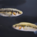 Two small fish with a black background. The fish have a black line that runs down the body with the top of the fish having a darker shiny olive color on top and a white bottom.
