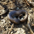 A streamside salamander