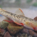 Close-up of a tiny grey striped fish with red and orange parts swimming next to pebbles of various colors.