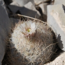 White to pink flower petals erupt near the top center of a globe-shaped plant filled with white and brown needle-like leaves.