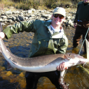 Biologist in waders holds a large adult sturgeon.