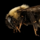 Ashton's cuckoo bumble bee
