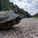 A northern map turtle at the edge of a road
