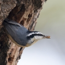 a golf-ball sized bird with a gray body and a black and white striped head removes wood debris from a tree cavity. 