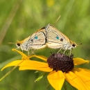 two small butterflies mating (standing back to back with wings touching) on a yellow flower with a black center (black eyed susan)