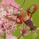 Hummingbird clearwing moth sipping nectar from a flower