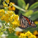 orange and black monarch butterfly on yellow stiff goldenrod flower