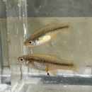 Two Big Bend gambusia in a very small fish tank designed for taking pictures of aquatic organisms. A ruler behind the aquarium is partially visible in the background.