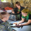 Carolina box turtle touch