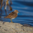 mottled brown shorebird on dry rock with blue water in background