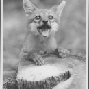 Close-up of a small, juvenile fox looking directly at the camera, with it's mouth wide open, and it's tongue sticking out slightly. It has it's front paws resting on the tree stump it's leaning on.