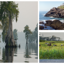 three different landsacpes: swamp, shoreline, grasses.