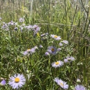 Abundant daisy flowers surrounded by grass