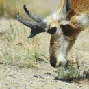 Close-up of the pronghorn grazing.