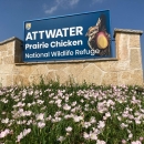 Entrance sign for Attwater Prairie Chicken National Wildlife Refuge