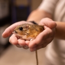 Up close photo of Texas kangaroo rat in Fort Worth Zookeeper’s cupped hands. Texas kangaroo rat has a light brown body with a lighter undercoat, seen laying down.