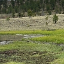 The endangered Three Forks springsnail shown in a still spring.