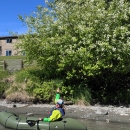 Person in packraft on Kenai River pointing to invasive Prunus sp. tree.