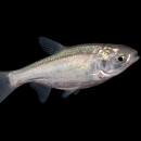 A three inch silver fish photographed against a black background