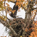 Bald eagle takes off from nest with autumn-yellow leaves