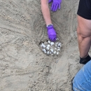 Two people uncovering a sea turtle nest in the sand.