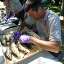Man inspects fish as part of the national wild fish health survey