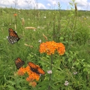 western regal fritillary