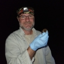 Gary Jordan holding northern long-eared bat