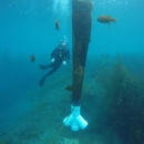 Morgan Scuba Diving