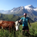 A picture of a woman standing next to a cow in the grass with snowy mountains in the background