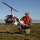 Man in orange vest holding a swan with a helicopter in the background while sitting on the tundra of Alaska.