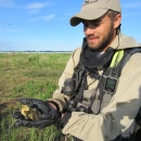 biologist holding baby duckling, with green tundra and blue sky in background