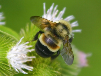 A rusty-patched bumblebee on a white flower