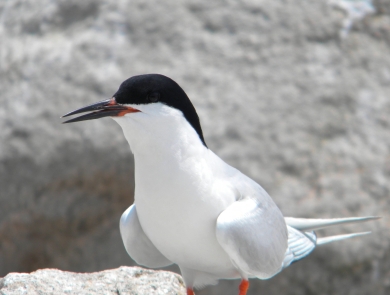 A picture of a roseate tern, and black and white bird on a beach