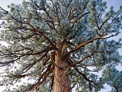 A ponderosa pine looms tall from below, with frost covering the needles and blending the many scraggly branches into the gray-blue sky