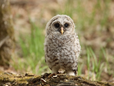 A barred owl fledgling perched on a log