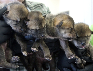 four mexican wolf puppies are held in a biologist's hands