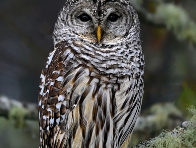A brown owl with white streaks and spots sits in a tree with green moss and needles.