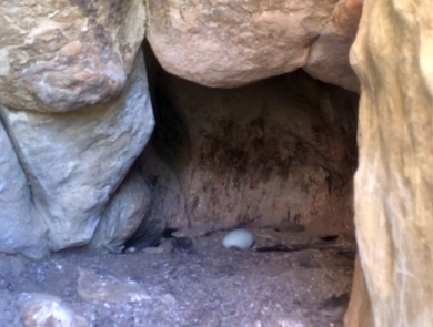 A white California condor egg sits in a cave-like cliffside nest