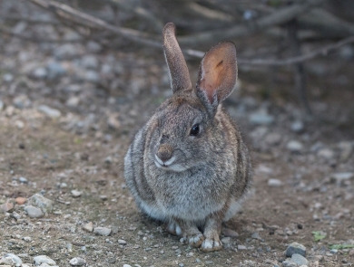 A small, brownish-gray riparian brush rabbit sits on a trail