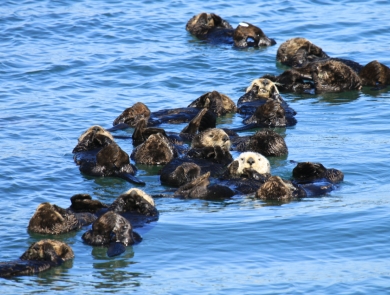 A group of sea otters forming a "raft" in the water