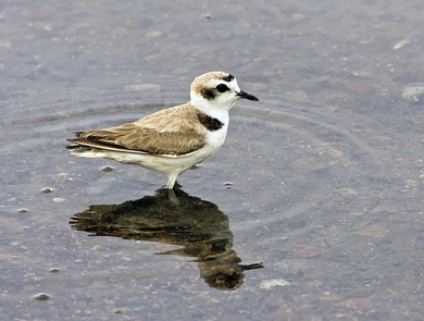 brown, white and black bird stands in shallow water
