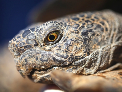 closeup of desert tortoise's face side profile