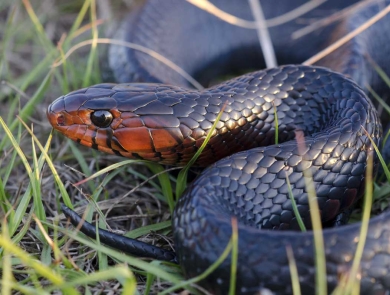 A jet black, scaly snake with a burnt orange colored face curled up in some grass
